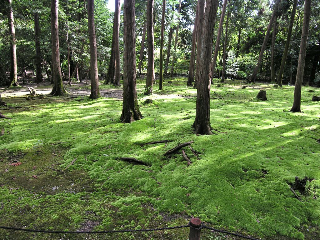 唐招提寺１