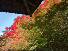 お寺の紅葉２