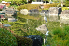 日本庭園_5