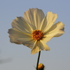 空港近くの花　二