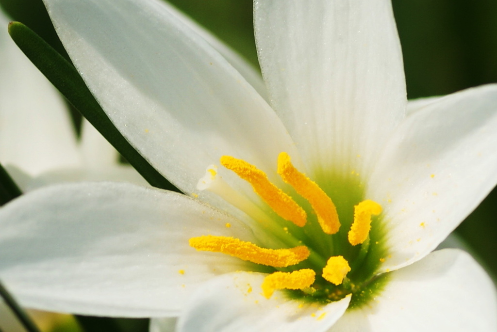 花　華　03