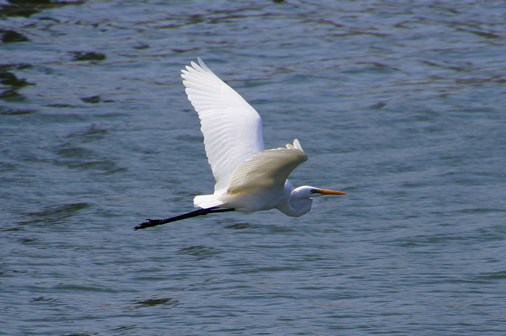 飛ぶ鳥