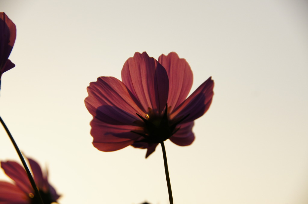 空港近くの花　四