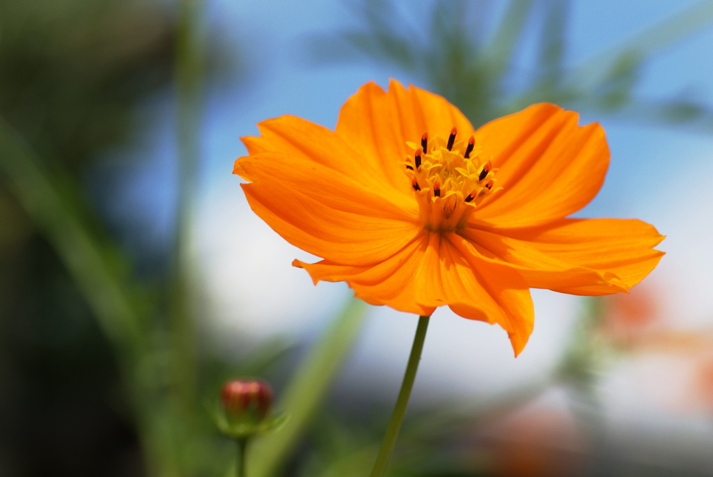 花　華　七