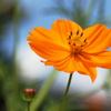 花　華　七