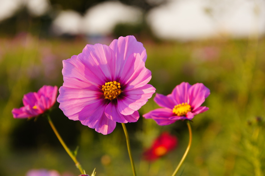 空港近くの花　一