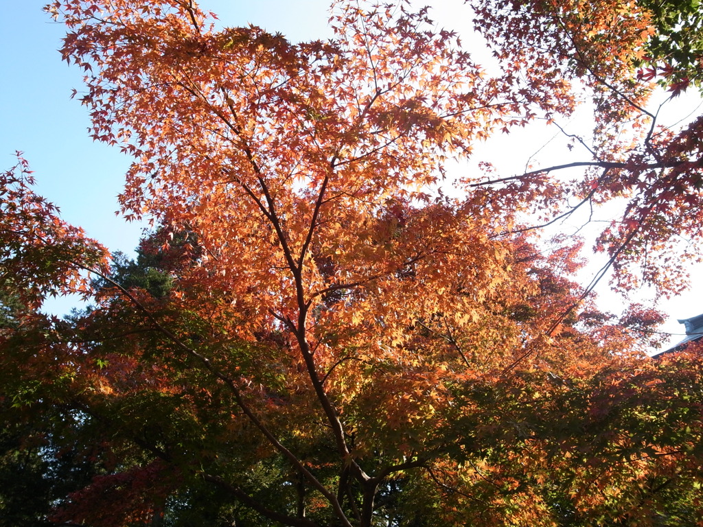 鎌倉な紅葉