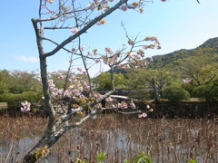 池と花と山