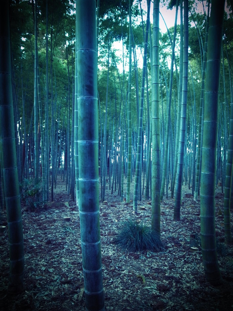 静寂の竹林