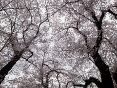 桜いっぱいな天井～