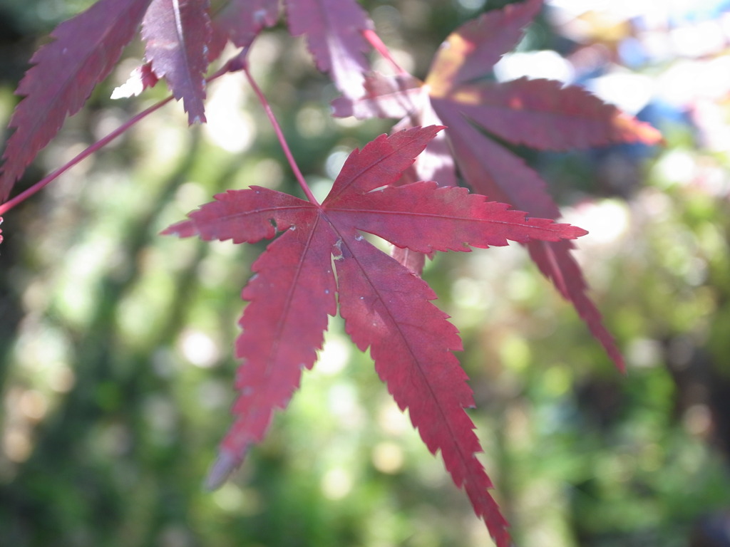 紅い楓
