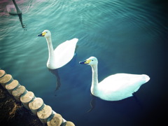 白鳥の湖