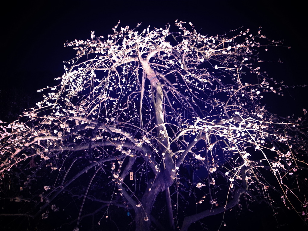 お岩さんが出そうなしだれ梅