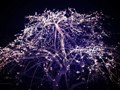 お岩さんが出そうなしだれ梅