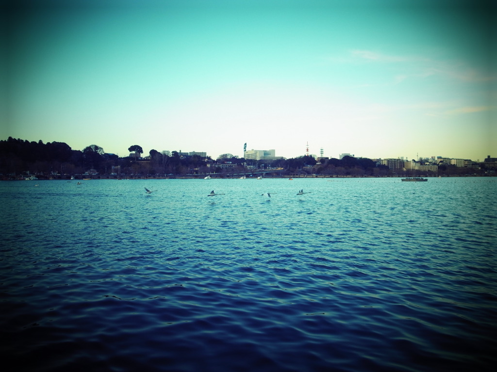 飛び立つ白鳥達