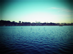 飛び立つ白鳥達