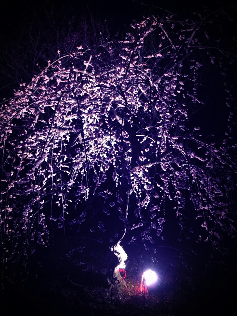 怪しく光るしだれ梅