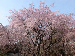 満開のしだれ桜