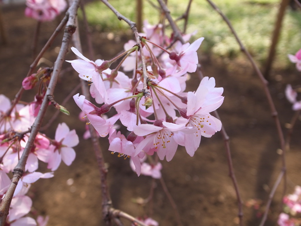 可憐なしだれ桜