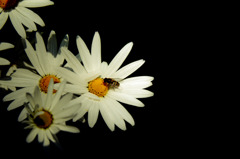 Transparent white　+　Bee