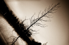 Capillary