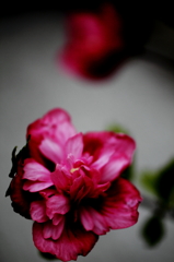 Day of rot and macro　No:10