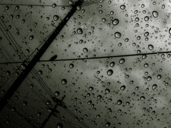 crow goes to wherever in rain.