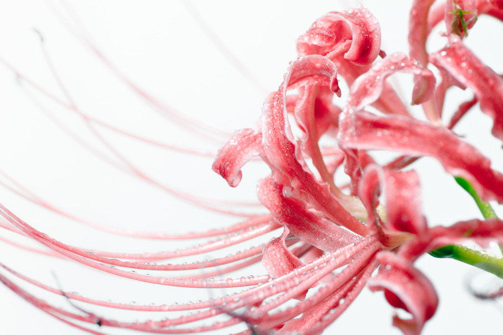 Cluster amaryllis #3