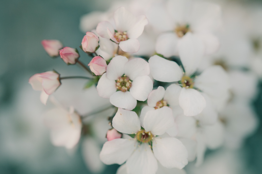 Transient spring