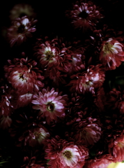 Deep bloom