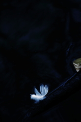 Angel's reverberations