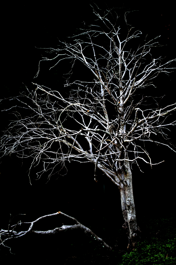 Witch's tree