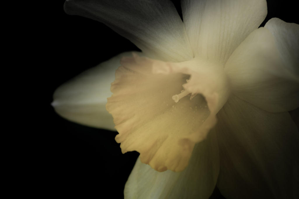 Graceful yellow