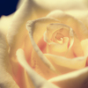 Yellow Magic