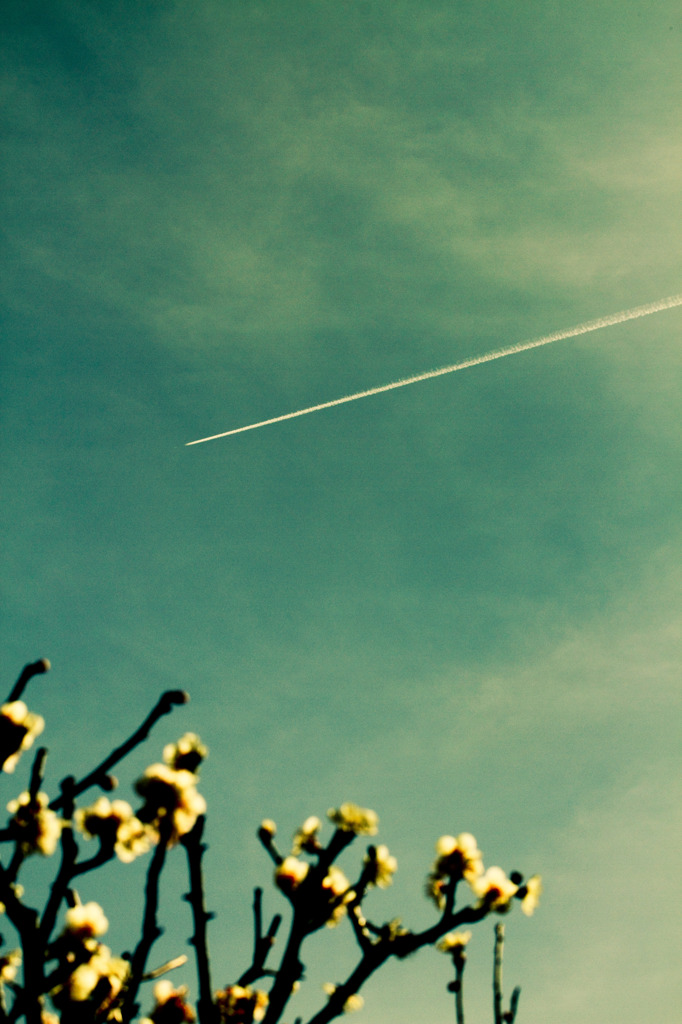 Contrail and plum blossoms