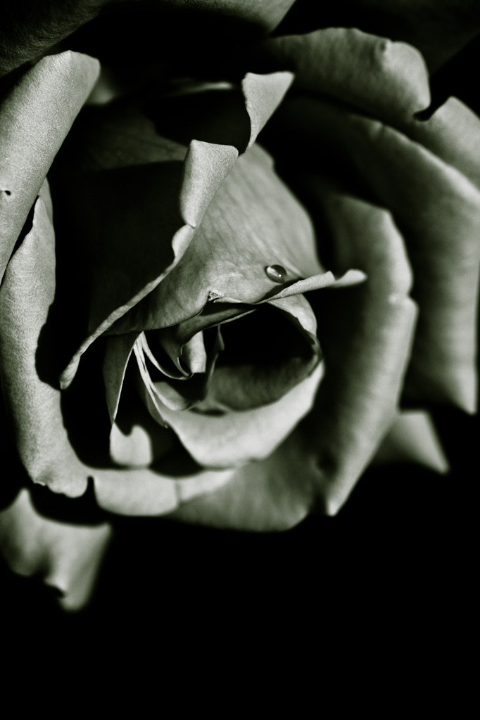 noble fleetingly