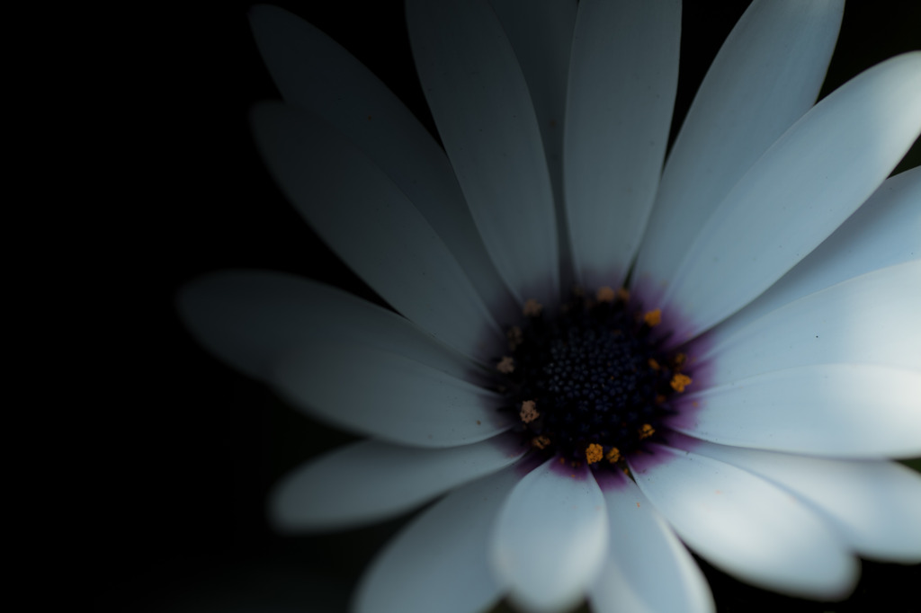 Flower of the deep ocean
