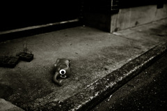 Abandoned elephant