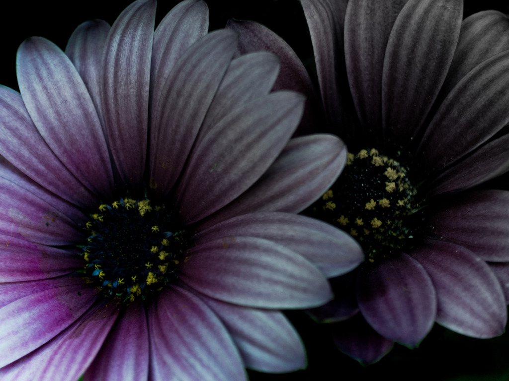 Existence to make a pair