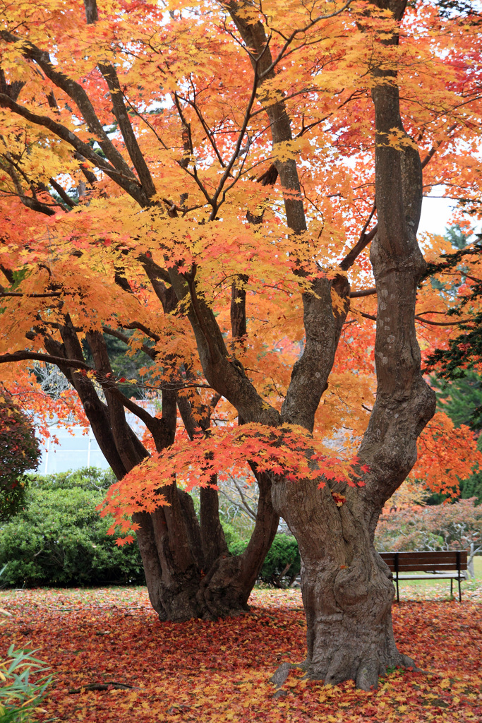 香雪園02IMG_0570b_sns