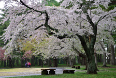 香雪園の桜