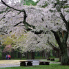 香雪園の桜