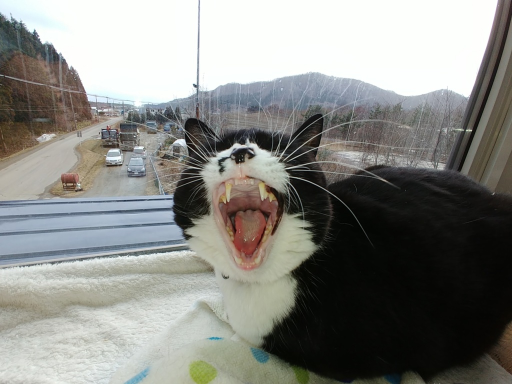 大あくび