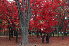 香雪園11月5日01