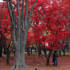 香雪園11月5日01