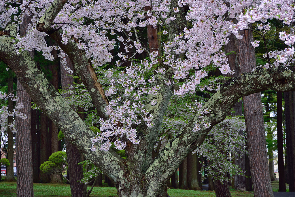 香雪園の桜0２