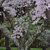 香雪園の桜0２