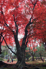 香雪園11月5日02
