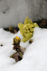 2018_4  雪中福寿草