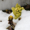2018_4  雪中福寿草